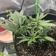 Purple Lemonade Auto