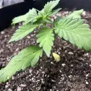 Purple Lemonade Auto