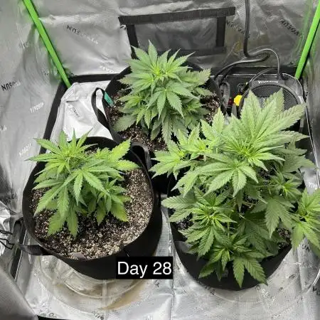 Newbie Grow