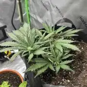 Purple Lemonade Auto