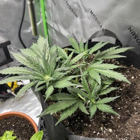 Purple Lemonade Auto