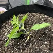 Purple Lemonade Auto