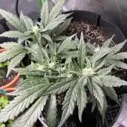 Purple Lemonade Auto