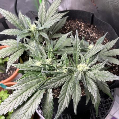 Purple Lemonade Auto