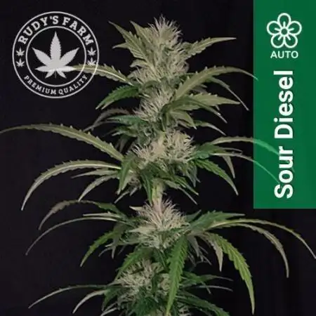 Sour Diesel Auto - Balcony Grow - Spring 2025