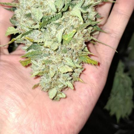 Trichomes And Cream
