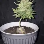 Mein erster Cannabonsai TPB