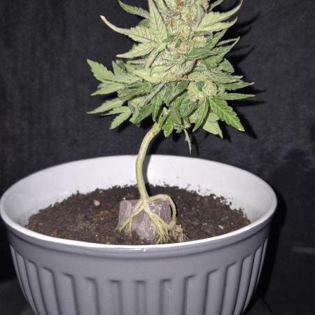 Mein erster Cannabonsai TPB