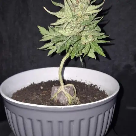 Mein erster Cannabonsai TPB