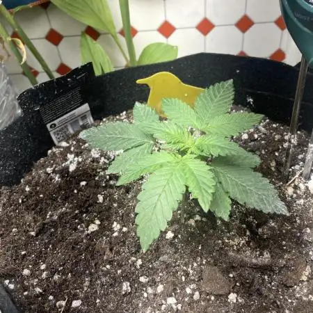 Fastbuds and RQS F1 firstgrow