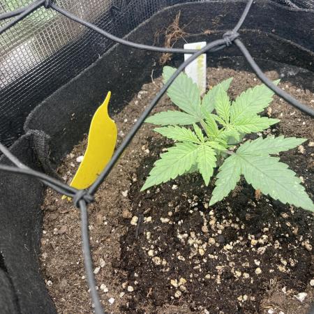 Watermelon synganic try run