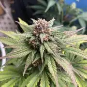 Fastbuds and RQS F1 firstgrow