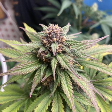 Fastbuds and RQS F1 firstgrow