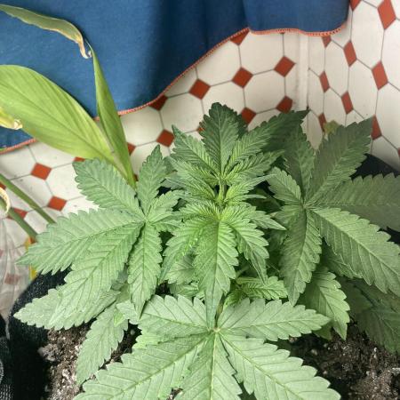 Fastbuds and RQS F1 firstgrow