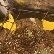 Sherbet queen pre amended soil try run