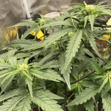 Apple Fritter Auto First tent grow