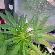 Bahama mama auto