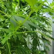Critical purple kush