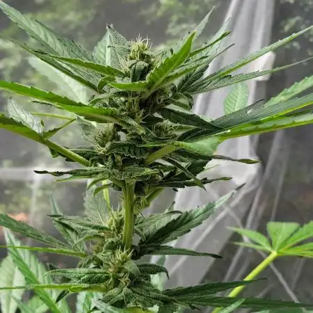 3 sticky orange xxl