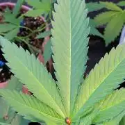 Bahama mama auto