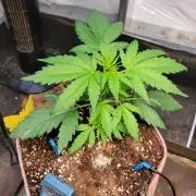 Bahama mama auto