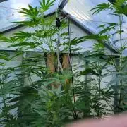 Critical purple kush