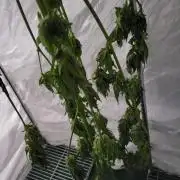 Bahama mama auto