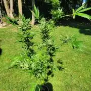 Bahama mama auto