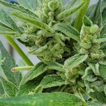 3 sticky orange xxl
