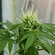 Critical purple kush