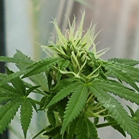 Critical purple kush