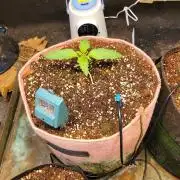 Bahama mama auto