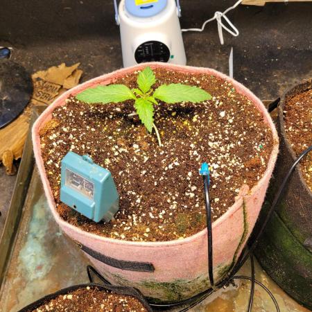 Bahama mama auto