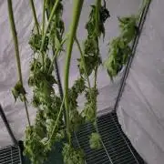 Bahama mama auto