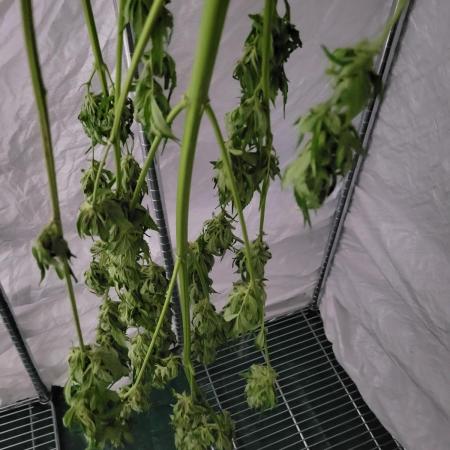 Bahama mama auto