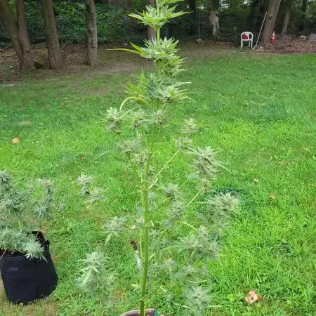 3 sticky orange xxl
