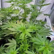 Critical purple kush