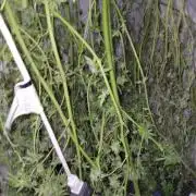 Critical purple kush