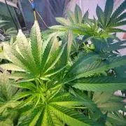 Critical purple kush