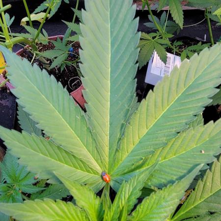 Critical purple kush