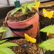 Bahama mama auto