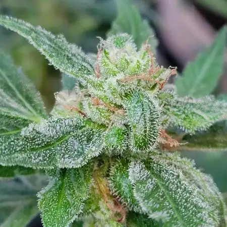 3 sticky orange xxl