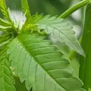 Critical purple kush