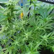Bahama mama auto