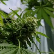 Critical purple kush