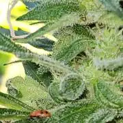 Bahama mama auto