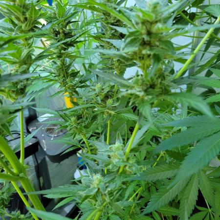 Bahama mama auto