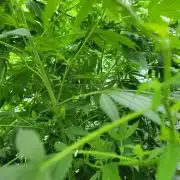 Critical purple kush
