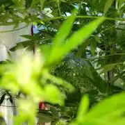 Critical purple kush