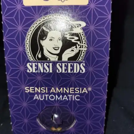 Sensi amnesia autoflower